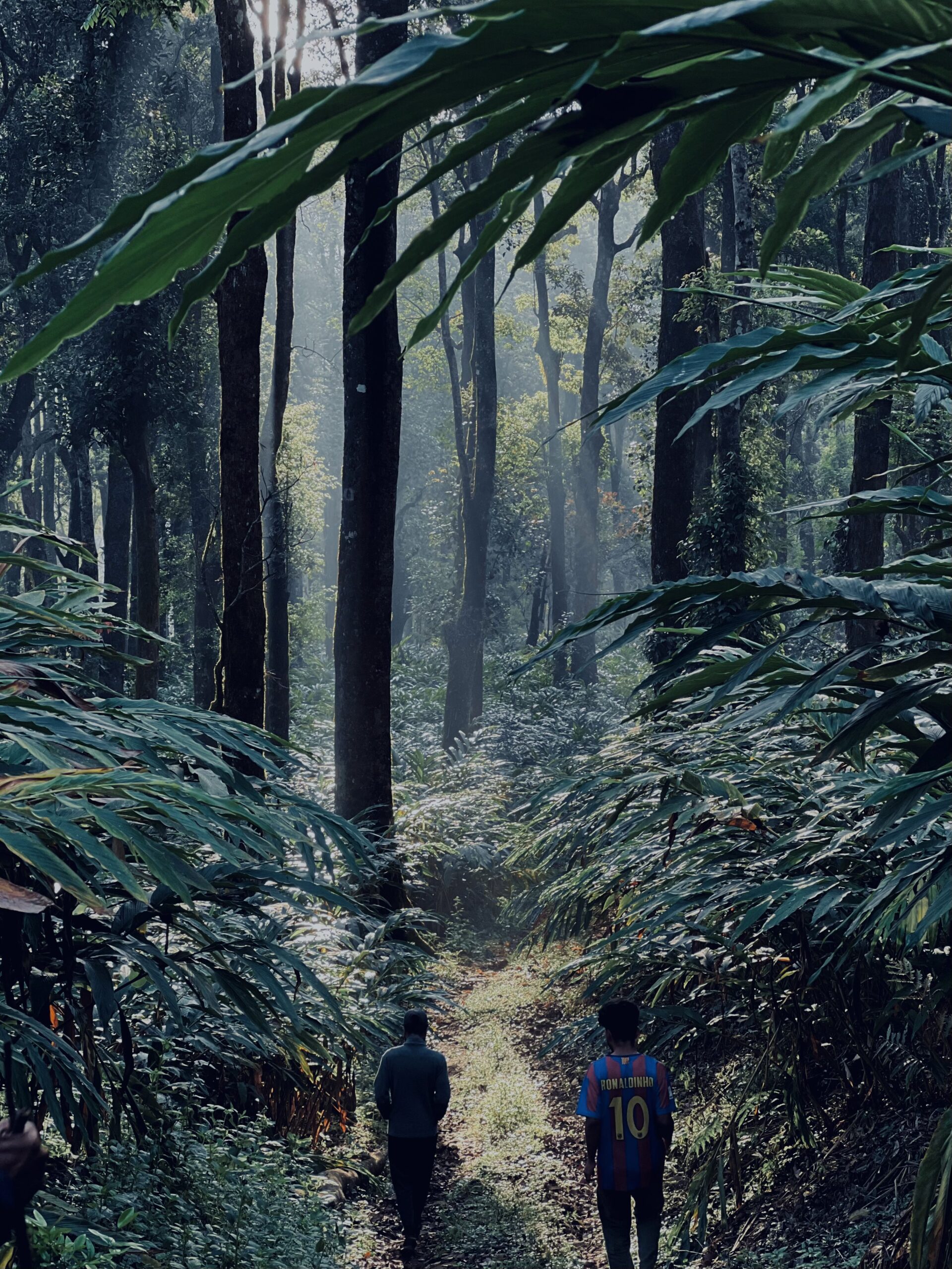 Mount Forest -900 Kandi Wayanad